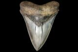 Serrated, Fossil Megalodon Tooth - Stunning Tooth #92474-2